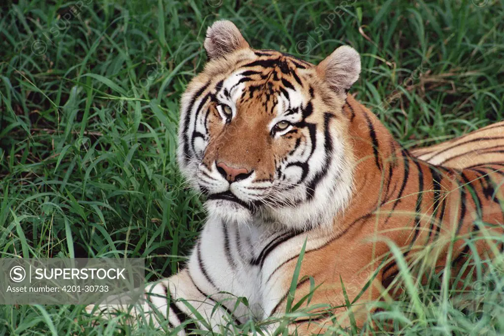 Bengal Tiger (Panthera tigris tigris) portrait, Hilo Zoo, Hawaii