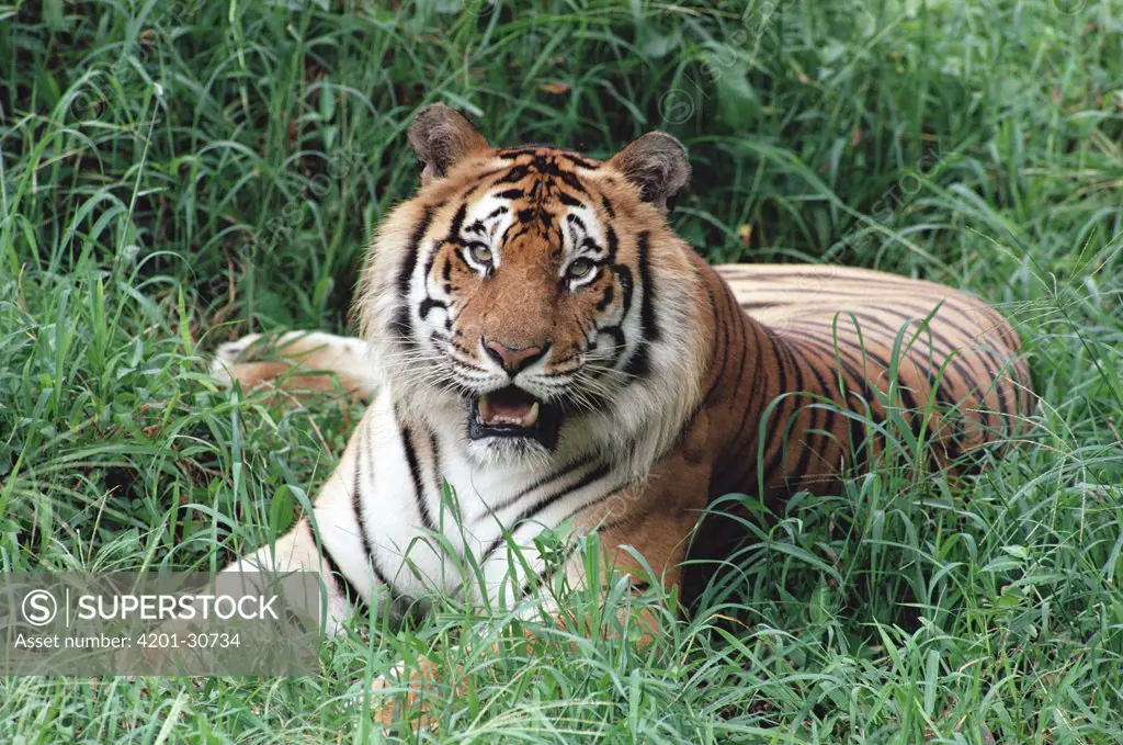 Bengal Tiger (Panthera tigris tigris) portrait, Hilo Zoo, Hawaii, native to India and southeast Asia