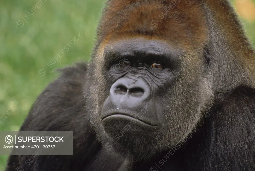 Western Lowland Gorilla (Gorilla gorilla gorilla) silverback male portrait, Africa