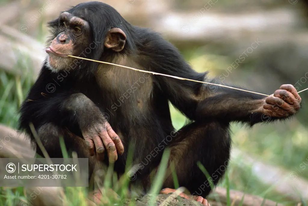Chimpanzee (Pan troglodytes) uses fishing tool to catch insects, Washington Park Zoo