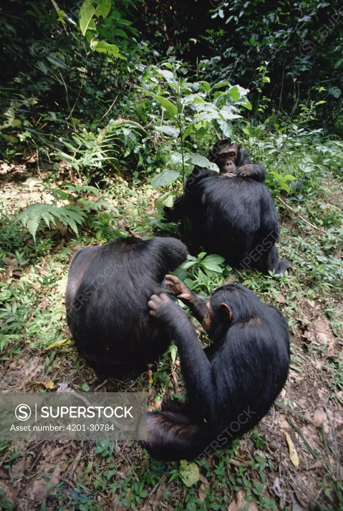 Chimpanzee (Pan troglodytes) group grooming, Gombe Stream National Park, Tanzania