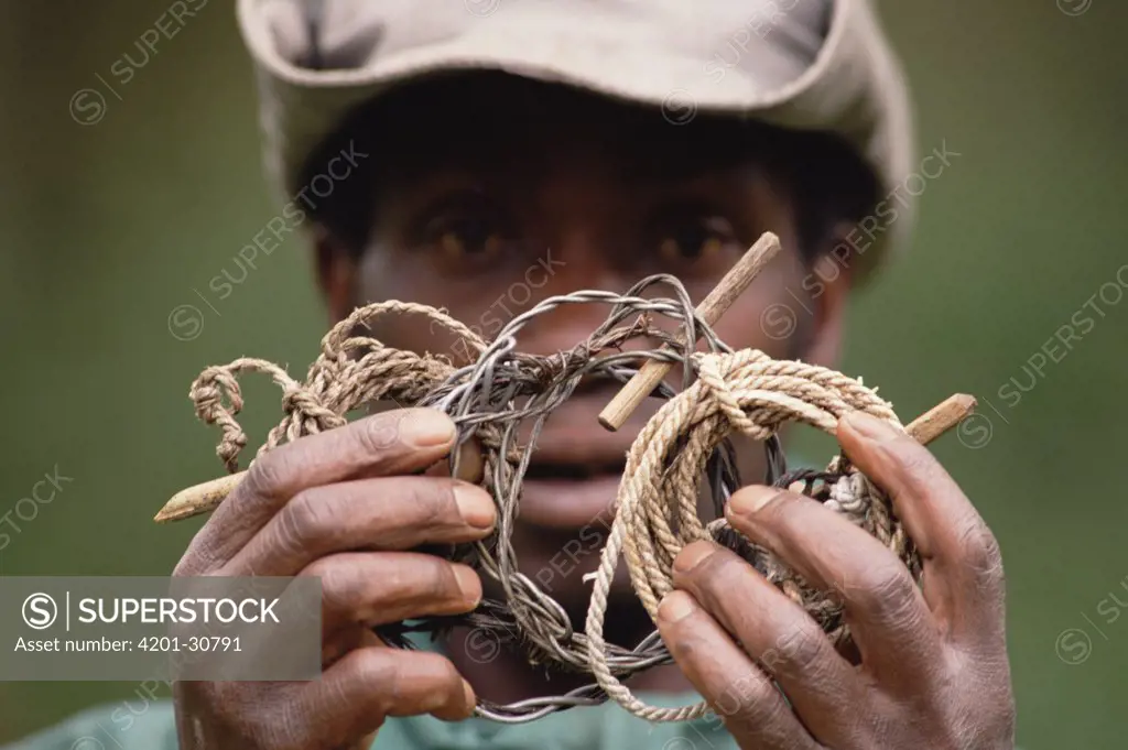 Vatari, anti-poaching patrol member, showing animal snare, Parc National des Volcans, Rwanda