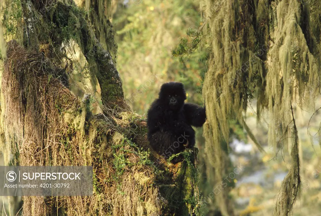 Mountain Gorilla (Gorilla gorilla beringei) young in dense forest, Virunga Mountains, Congo