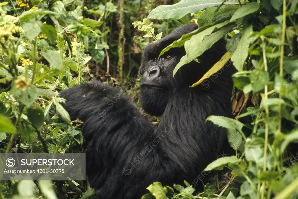 Mountain Gorilla (Gorilla gorilla beringei) eating, Virunga Mountains, Congo