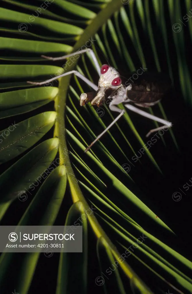 Praying Mantis (Mantis sp) eating near Kopi Camp, Kikori, Papua New Guinea