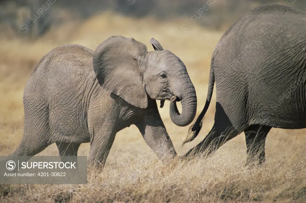 African Elephant (Loxodonta africana) baby following mother, Amboseli National Park, Kenya