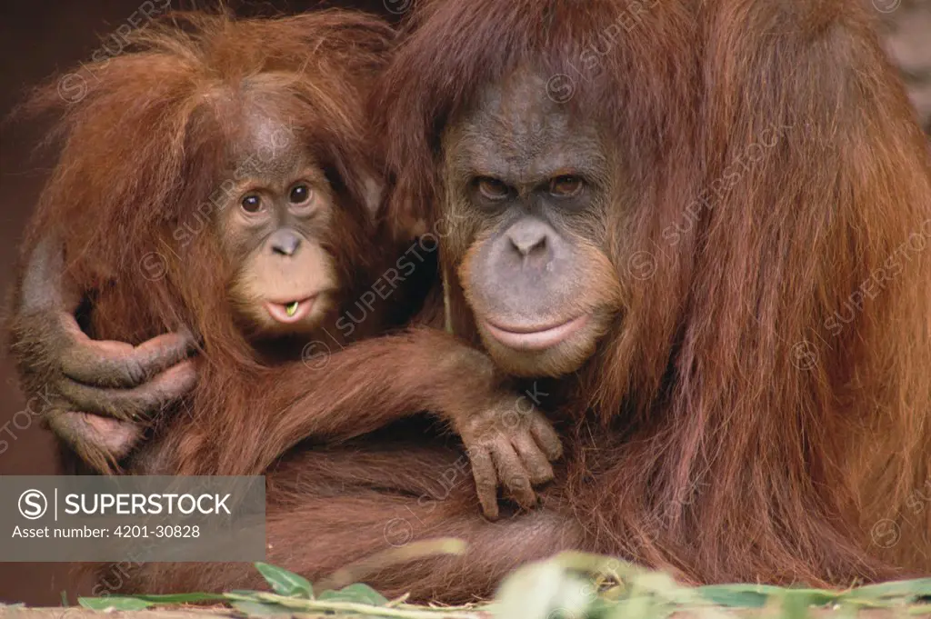 Orangutan (Pongo pygmaeus) mother and baby, Melbourne Zoo, Australia