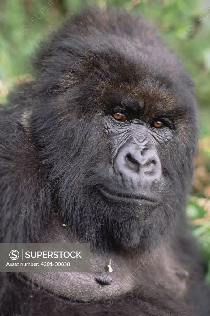Mountain Gorilla (Gorilla gorilla beringei) female, Virunga Mountains nestled along the northern border of Rwanda, the Democratic Republic of the Congo and Uganda