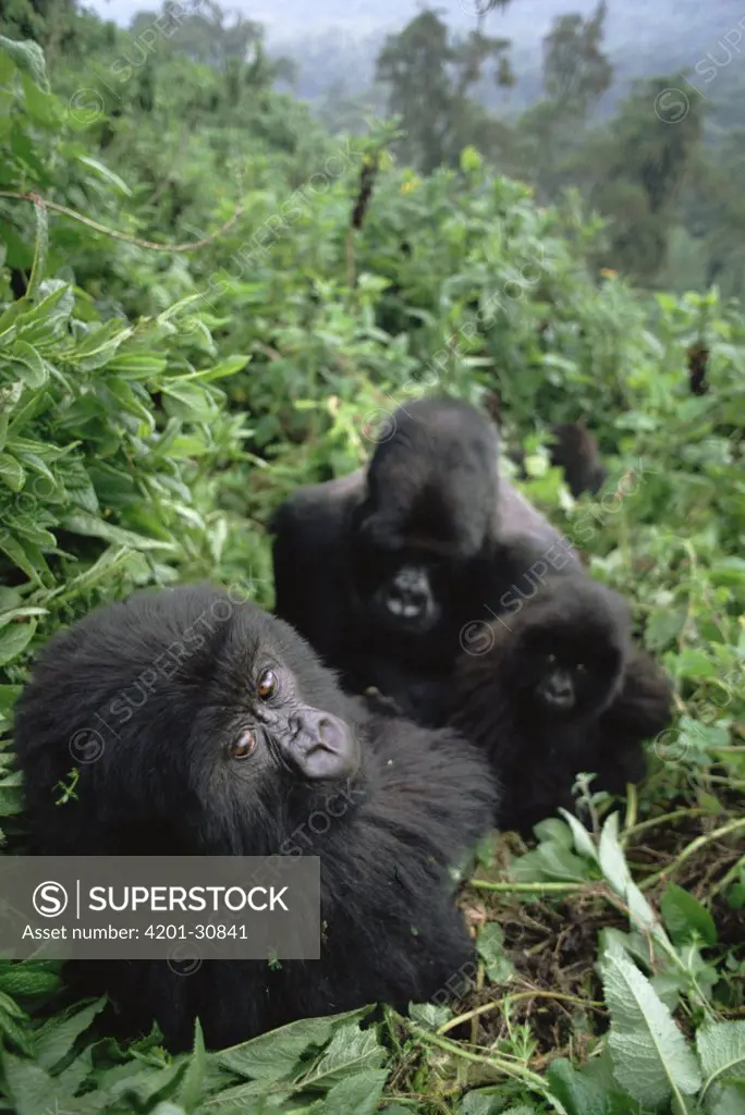 Mountain Gorilla (Gorilla gorilla beringei) family in forest, Virunga Mountains