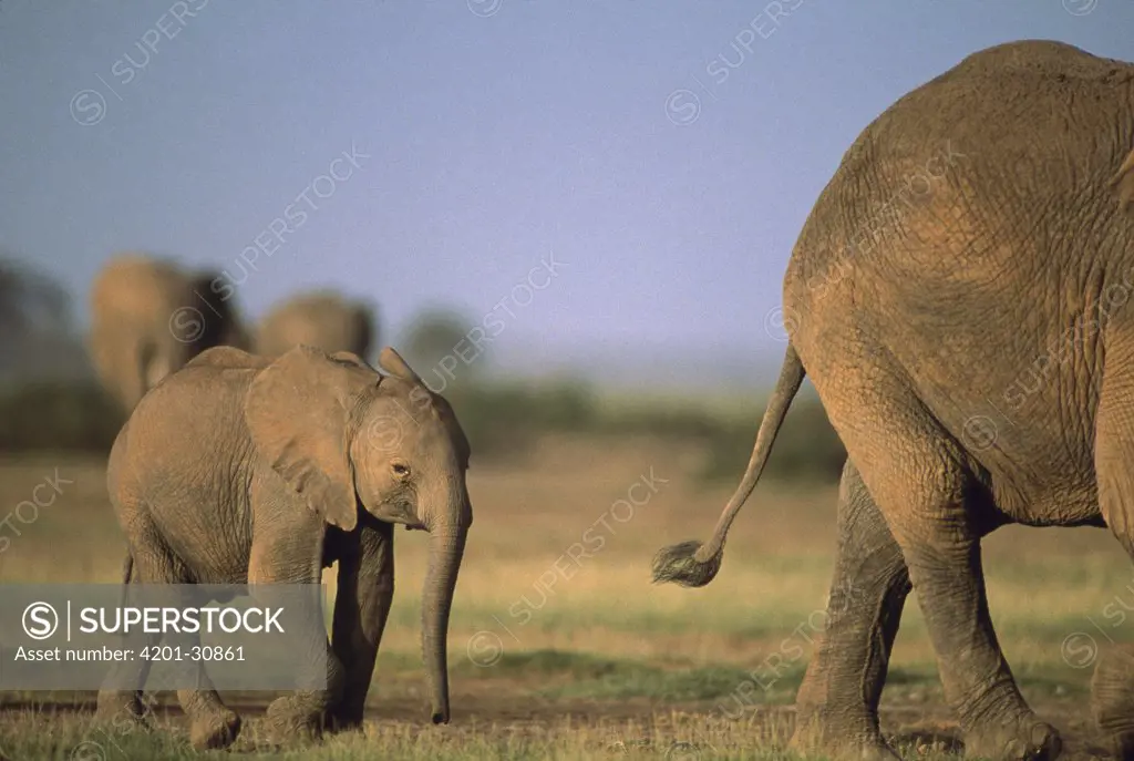 African Elephant (Loxodonta africana), Amboseli National Park, Kenya