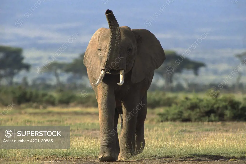 African Elephant (Loxodonta africana), Amboseli National Park, Kenya