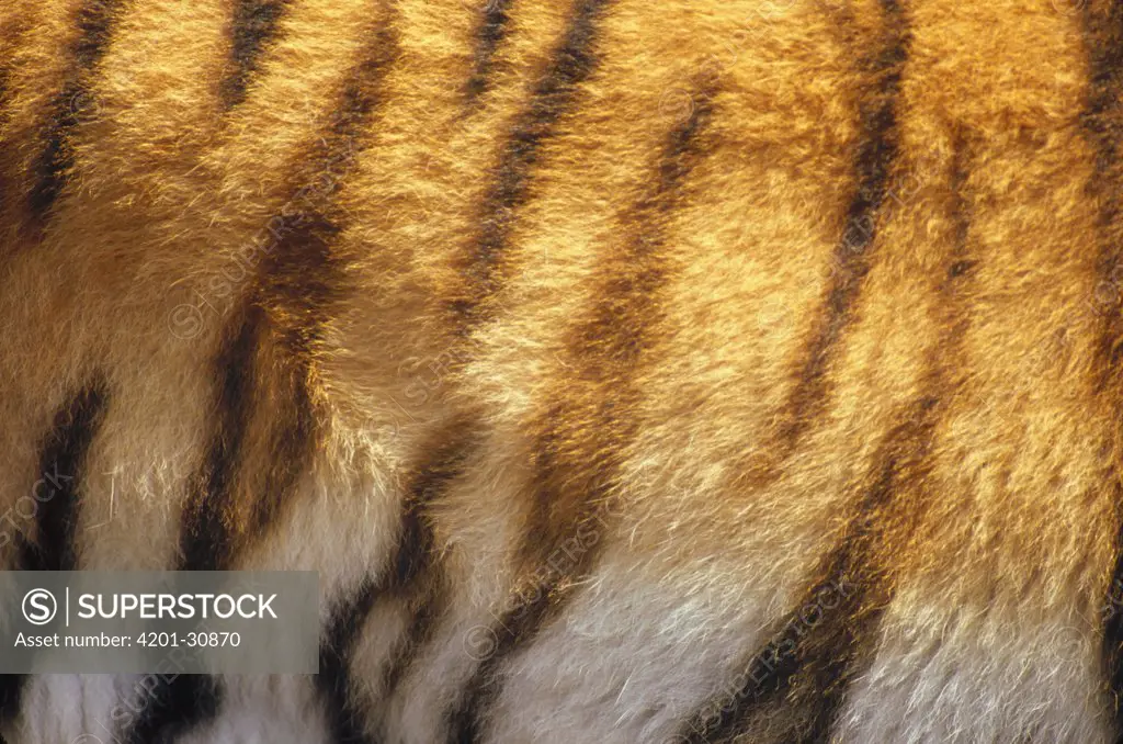 Bengal Tiger (Panthera tigris tigris) fur, India