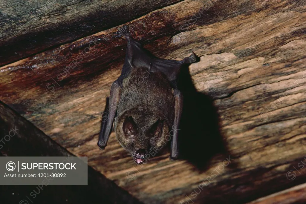 Pale Spear-nosed Bat (Phyllostomus discolor) hanging, Costa Rica