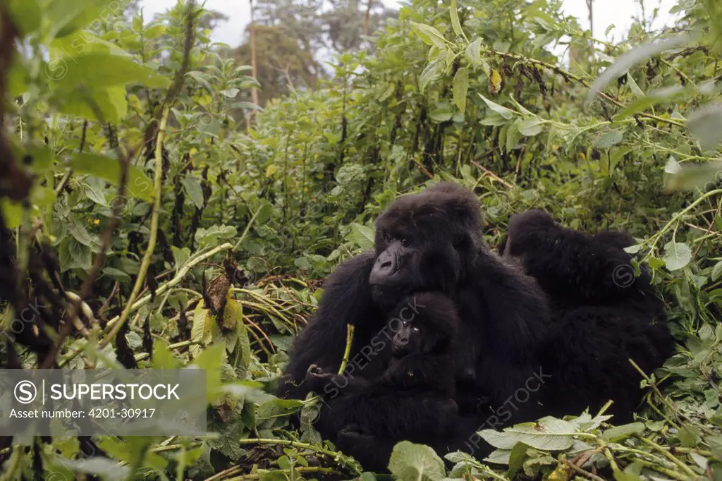 Mountain Gorilla (Gorilla gorilla beringei) group in misty rainforest, Virunga Mountains nestled along the northern border of Rwanda, the Democratic Republic of the Congo and Uganda