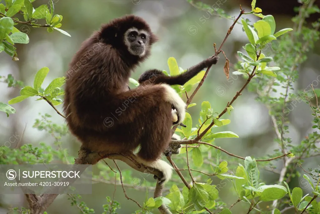White-handed Gibbon (Hylobates lar) portrait with baby, northern Thailand