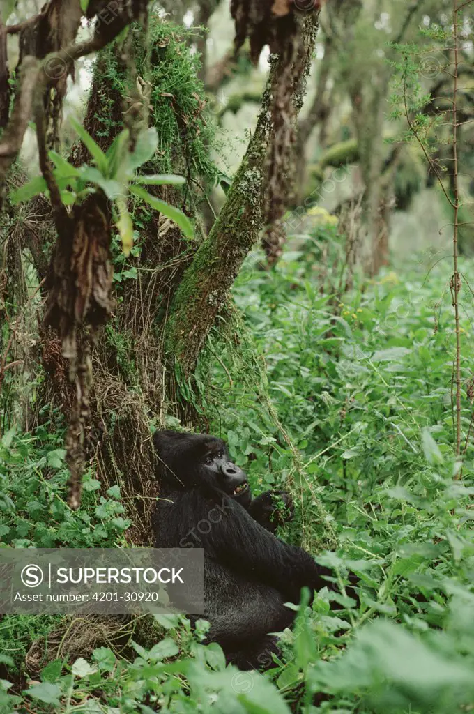 Mountain Gorilla (Gorilla gorilla beringei) male, Virunga Mountains nestled along the northern border of Rwanda, the Democratic Republic of the Congo and Uganda