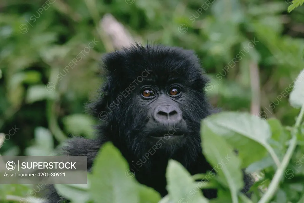 Mountain Gorilla (Gorilla gorilla beringei) juvenile, Virunga Mountains along the border of Rwanda, Uganda, and Democratic Republic of the Congo