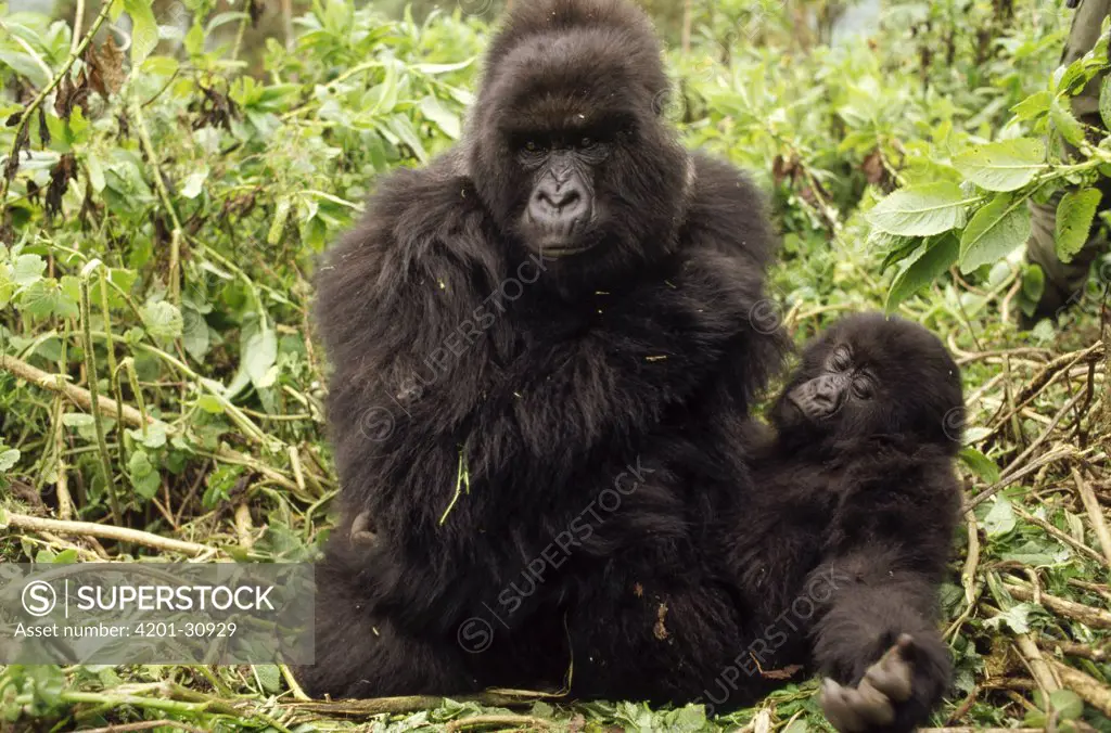 Mountain Gorilla (Gorilla gorilla beringei) mom and baby, Virunga Mountains nestled along the northern border of Rwanda, the Democratic Republic of the Congo and Uganda