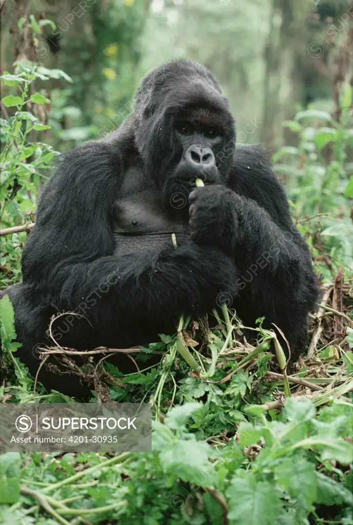 Mountain Gorilla (Gorilla gorilla beringei) eating, Virunga Mountains, Rwanda