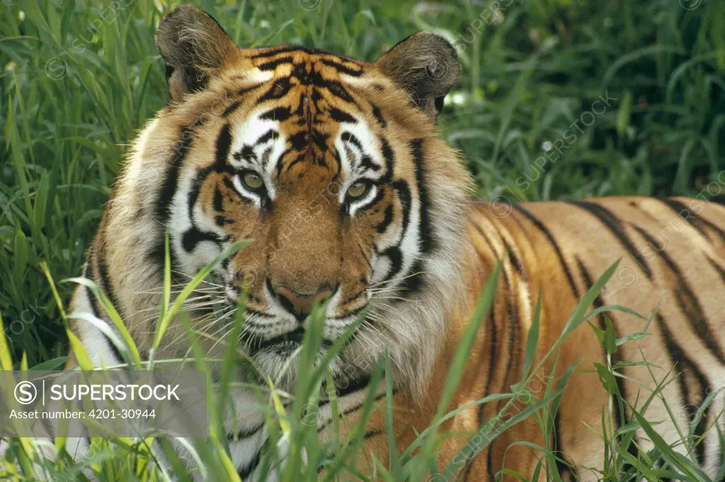 Bengal Tiger (Panthera tigris tigris) portrait at the Hilo Zoo, Hawaii, native to India and southeast Asia