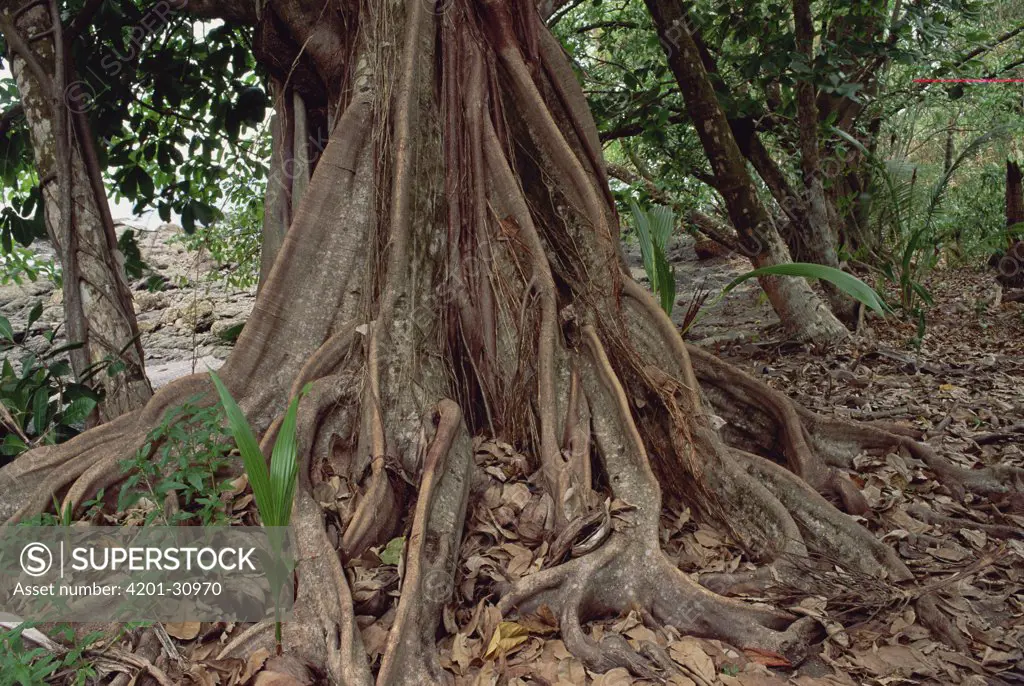 Fig (Ficus sp) in lowland tropical rainforest, Costa Rica