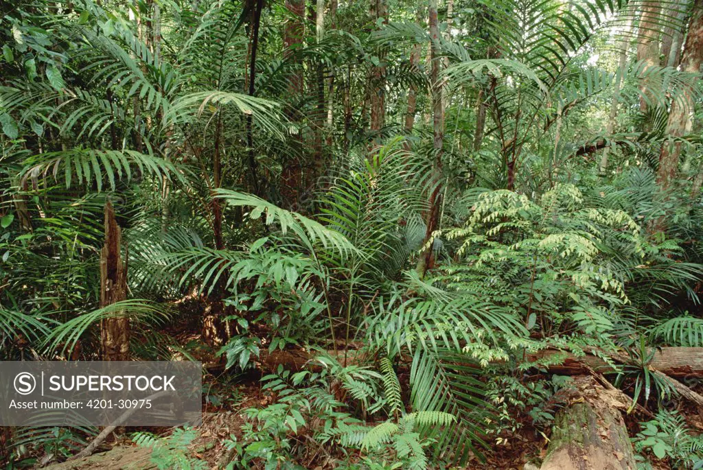 Mixed lowland dipterocarp tropical rainforest interior, Taman Negara National Park, Malaysia