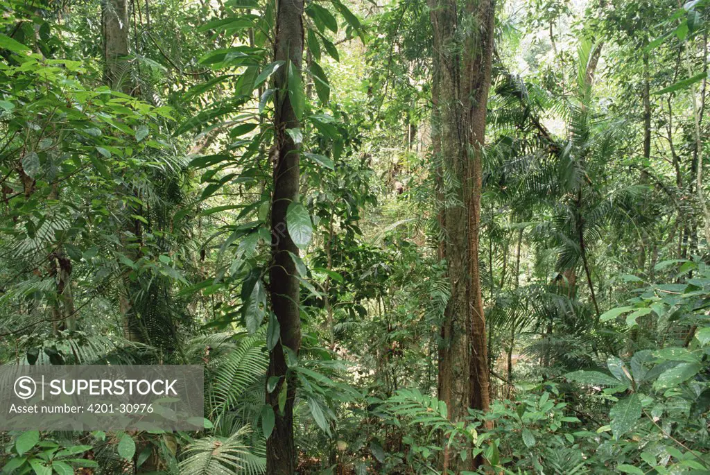 Upland tropical rainforest interior in Bellenden Ker National Park, Atherton Daintree, Queensland, Australia