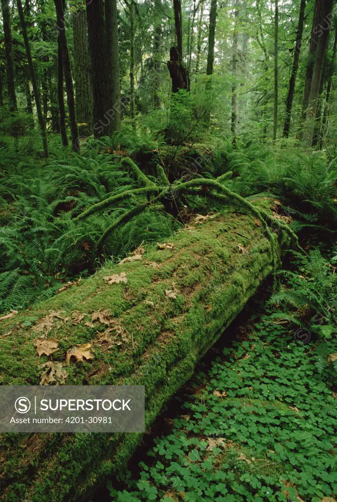 Fir (Abies sp) nurse log in temperate rainforest interior, Pacific coast, North America