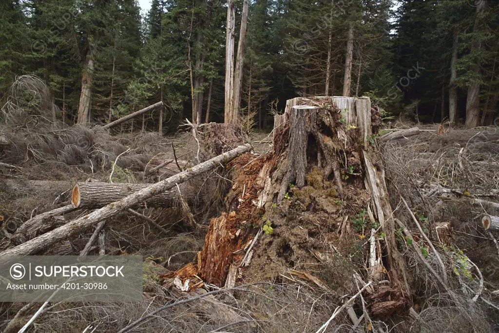 Temperate rainforest logging, Queen Charlotte Islands, British Columbia, Canada