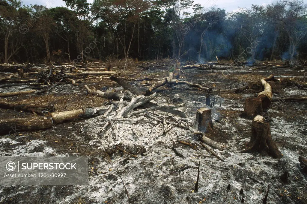 Slash and burn rainforest destruction for agriculture, Belize