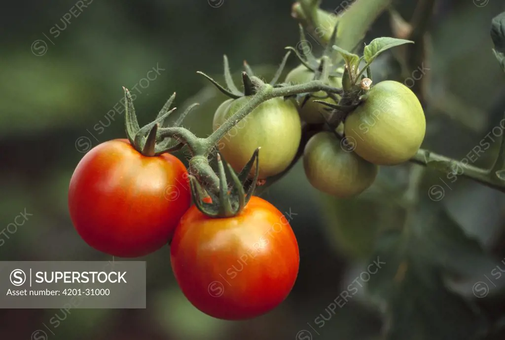 Tomato (Lycopersicon esculentum) fruit ripening on vine, worldwide domestication