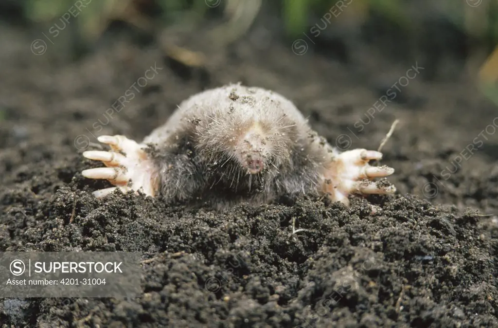 Eastern Mole (Scalopus aquaticus) emerging from underground burrow, North America