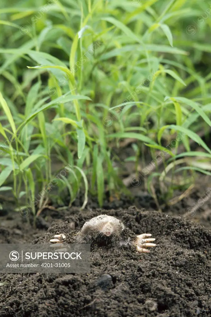 Eastern Mole (Scalopus aquaticus) emerging from underground burrow along garden, North America
