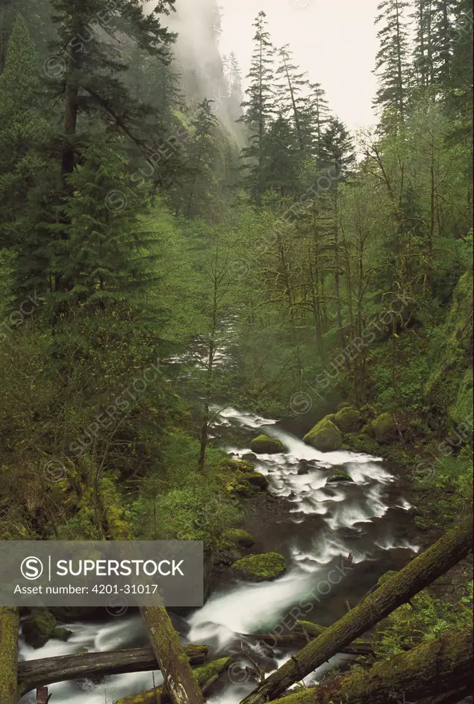Tanner Creek flowing through temperate rainforest, Columbia Gorge National Scenic Area, Oregon