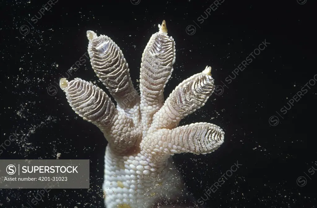 Tokay Gecko (Gecko gecko) foot pads showing scales which enable it to climb vertical surfaces by using an intermolecular force called Van der Walls force, southeast Asia