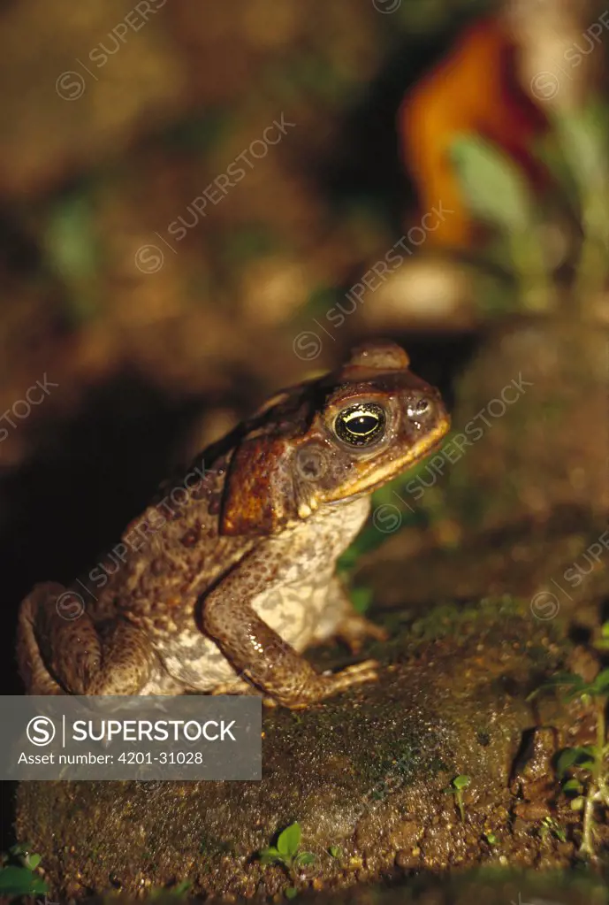 Cane Toad (Bufo marinus), tropical Central and South America