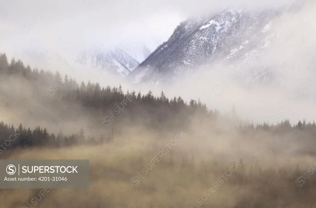 Fog in old growth forest, Chilkat River Wilderness, Alaska