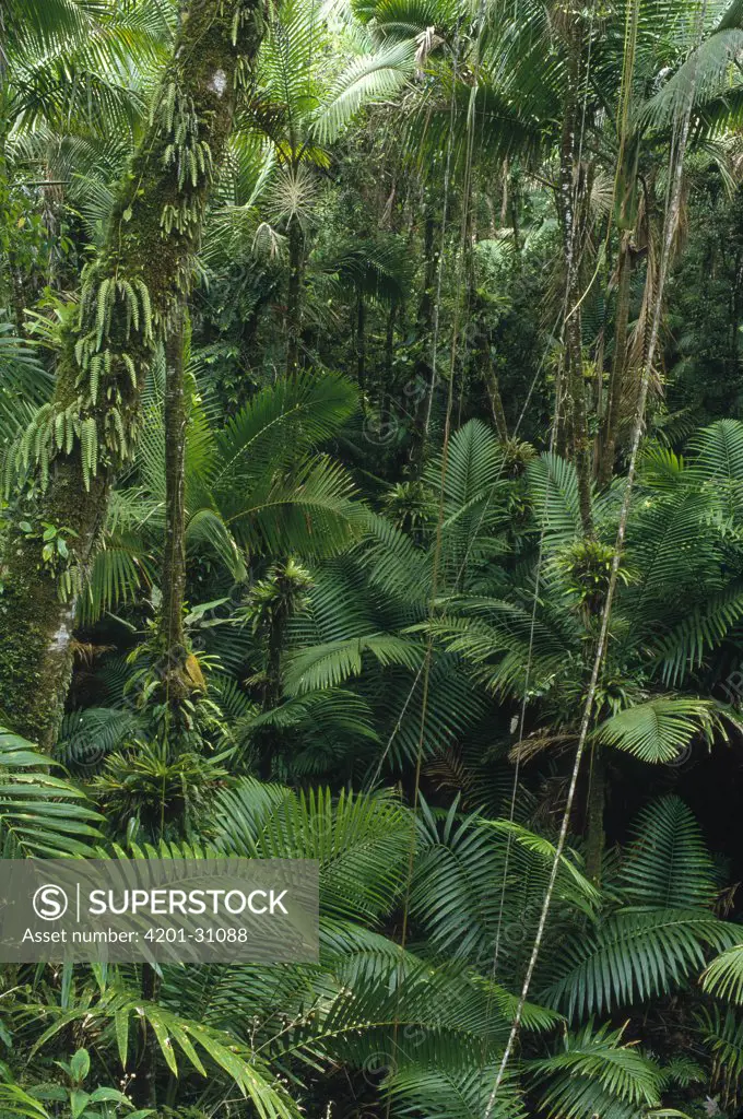 Sierra Palm (Prestoea montana) trees in tropical rainforest, El Yunque National Forest, Puerto Rico
