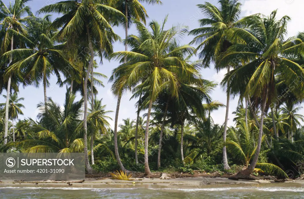 Coconut Palm (Cocos nucifera) trees along a white sand beach, Samana Peninsula, Dominican Republic