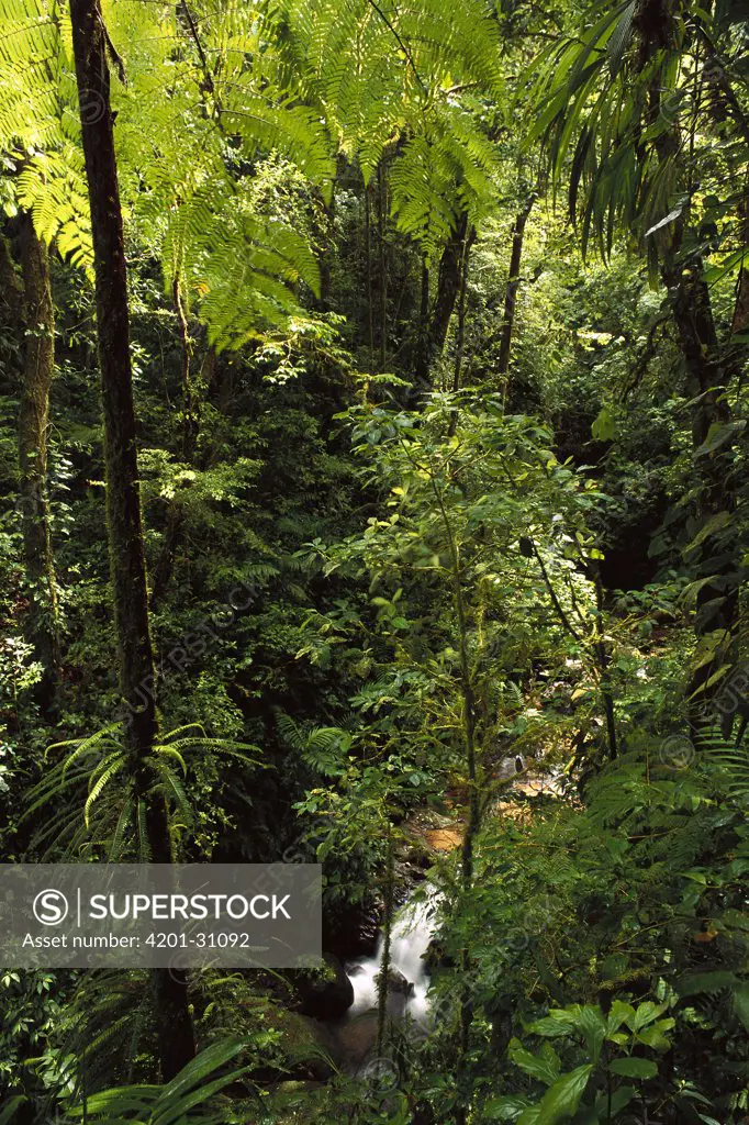 Stream cascades through montane cloud forest, Monteverde, Costa Rica