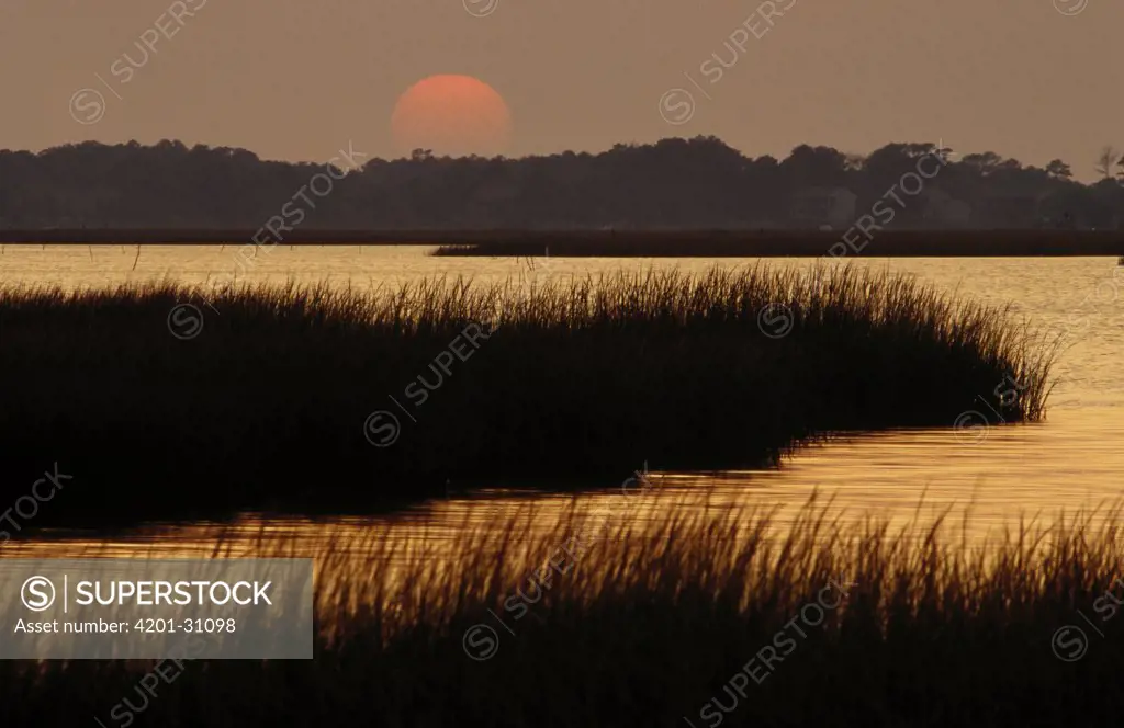 Salt marshes in Assateague Island National Seashore, Maryland