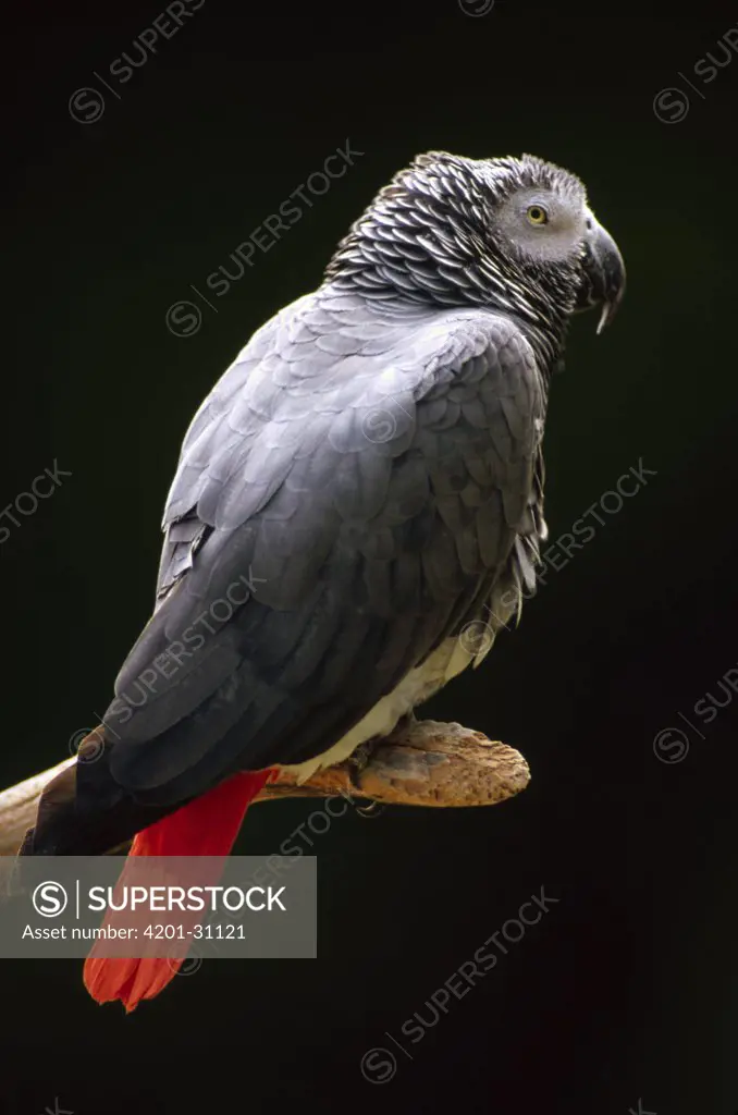 African Grey Parrot (Psittacus erithacus) portrait, east Africa