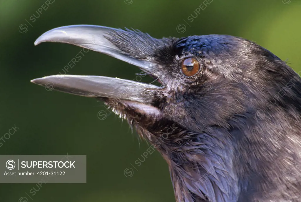 Common Raven (Corvus corax) head, North America