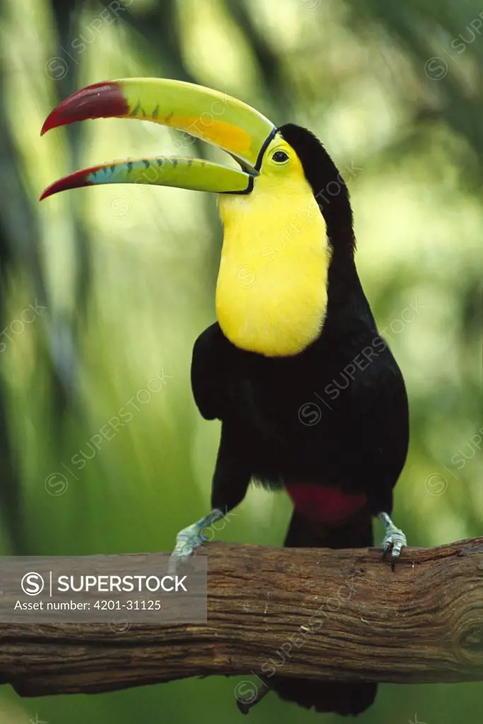 Keel-billed Toucan (Ramphastos sulfuratus) calling, native throughout Mexico and Central America