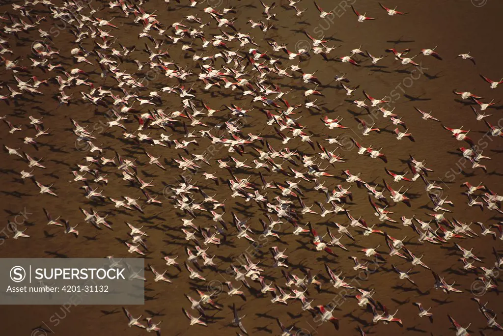 Greater Flamingo (Phoenicopterus ruber) flock flying over Lake Natron, Great Rift Valley, Tanzania