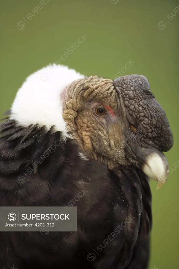 Andean Condor (Vultur gryphus) adult male raising ruff to keep head warm, Condor Huasi Project, Hacienda Zuleta, Cayambe, Ecuador