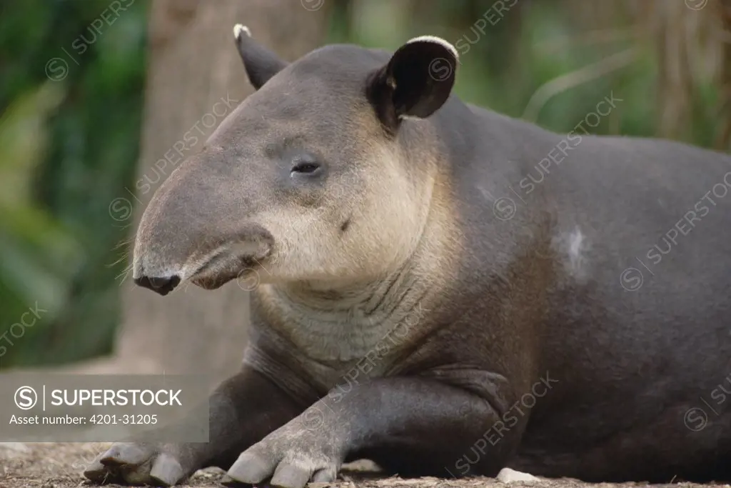 Baird's Tapir (Tapirus bairdii) portrait, Belize Zoo, Belize, occurs from southern Mexico to Colombia