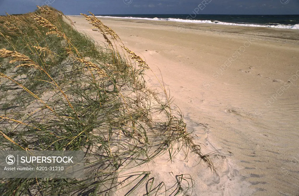 Coastal dunes with Sea Oats, Pea Island National Wildlife Refuge, Outer Banks, North Carolina