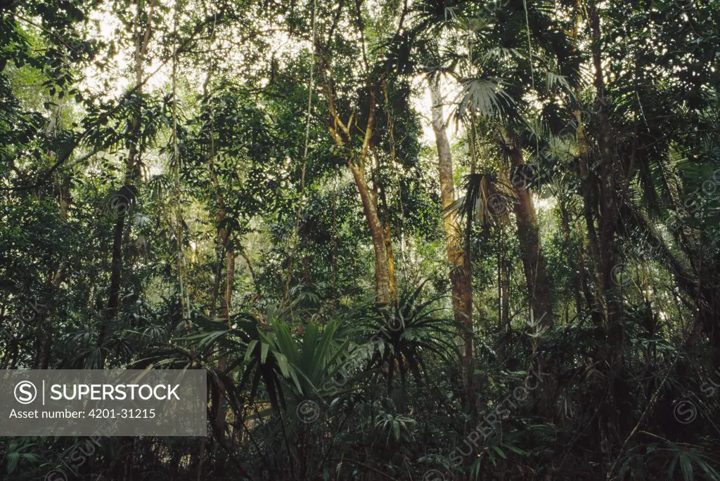 Tropical rainforest interior in Rio Bravo Conservation Area, Belize