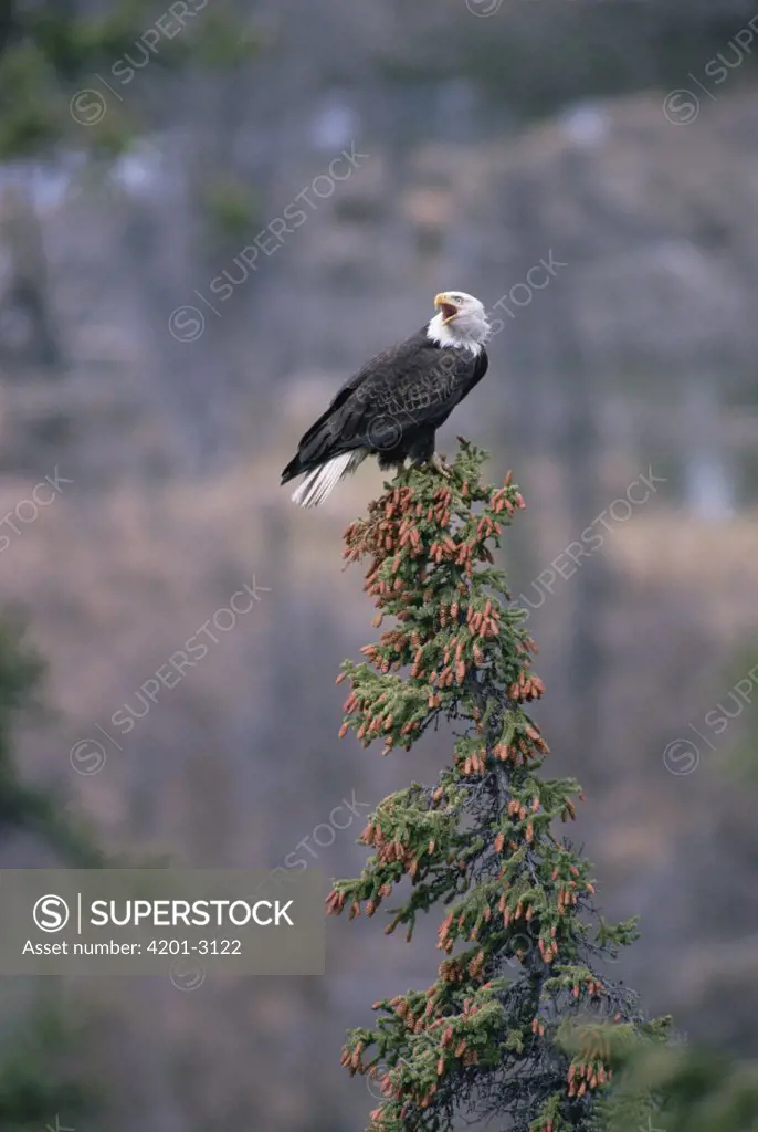 Bald Eagle (Haliaeetus leucocephalus) calling from perch in tree top, Alaska